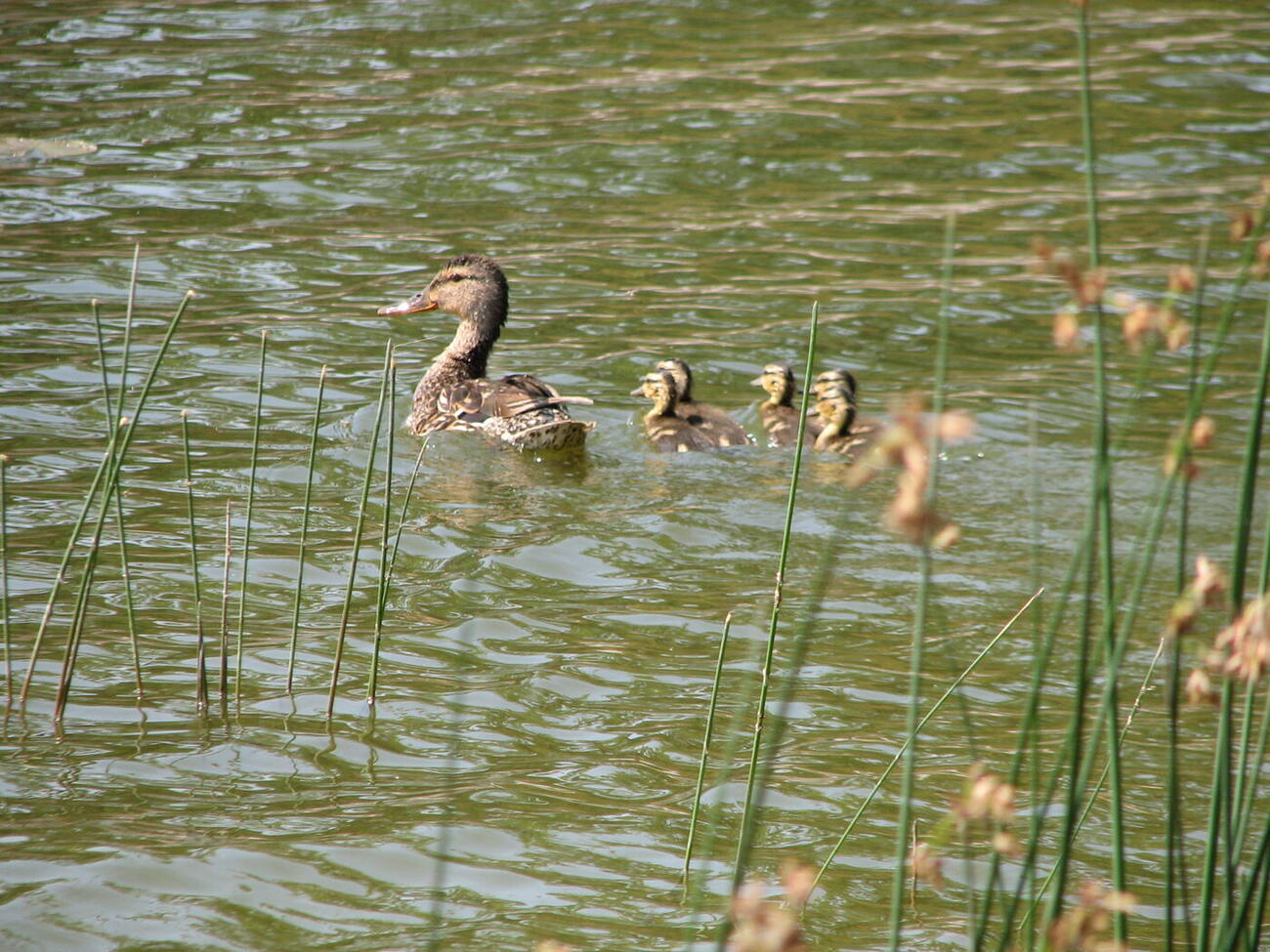 Mother duck and ducklings