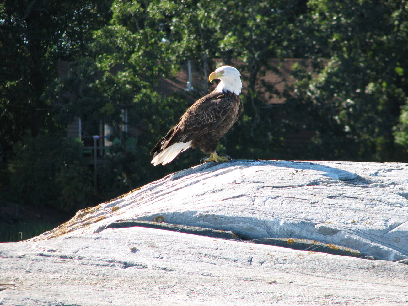 Bald eagle perched on a granite outcrop above Lake of the Woods