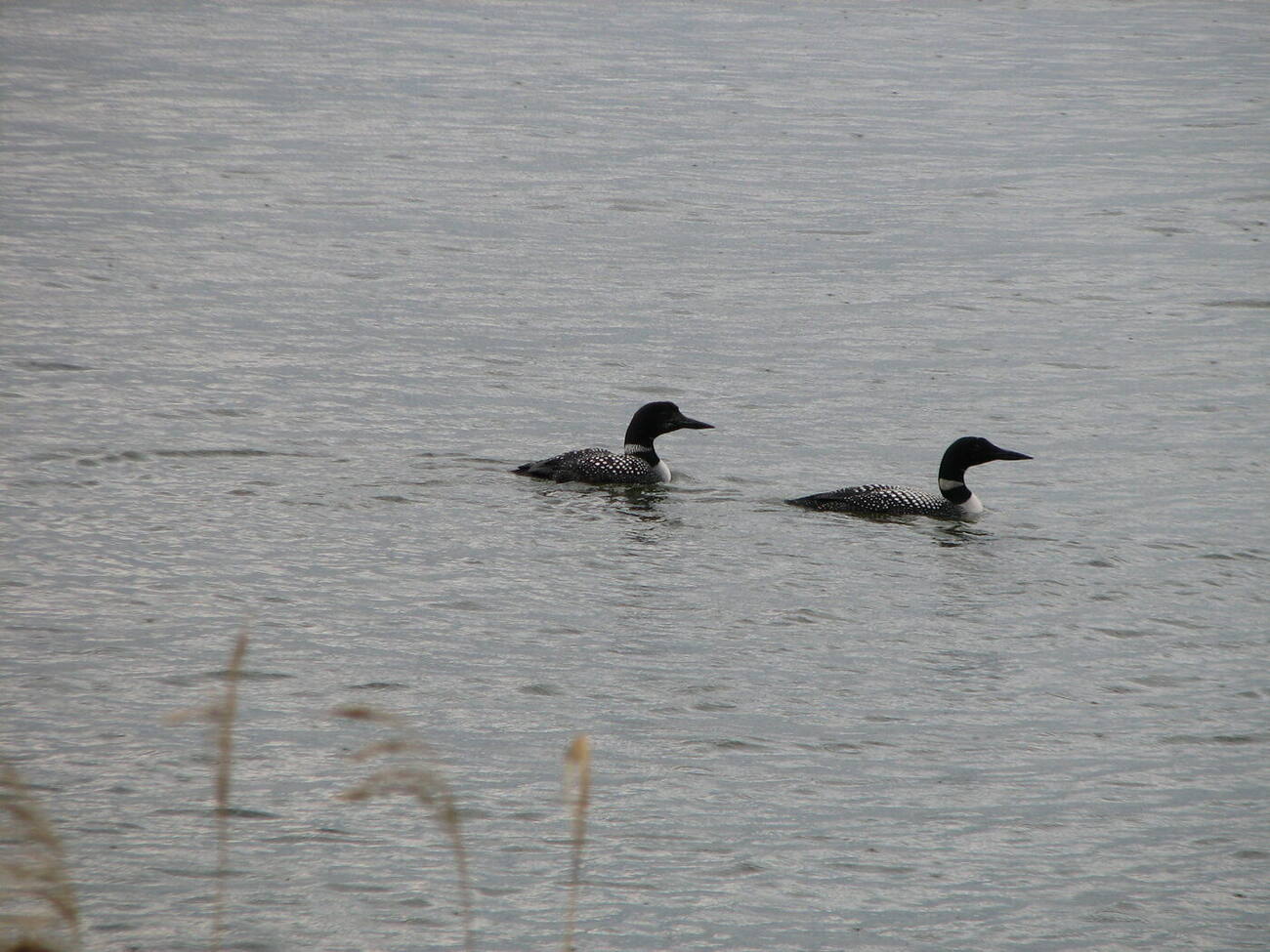 Two loons on the lake